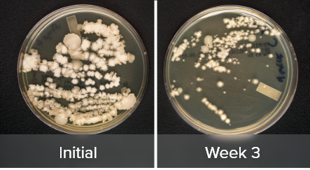 Extended Viability Test